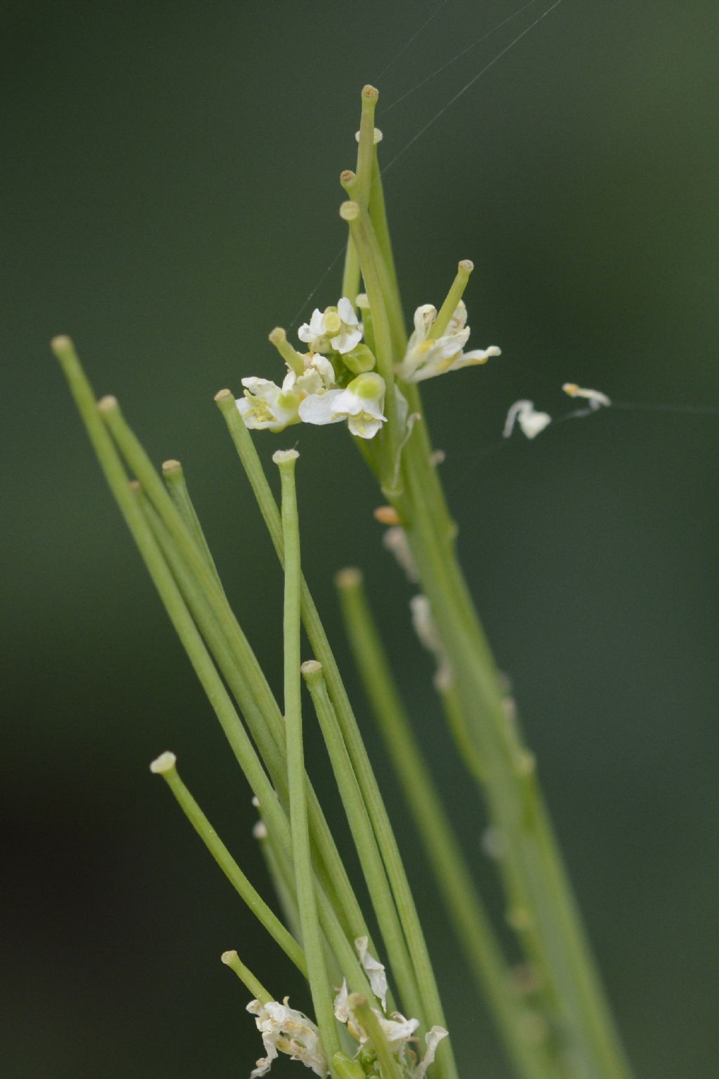 Turritis glabra